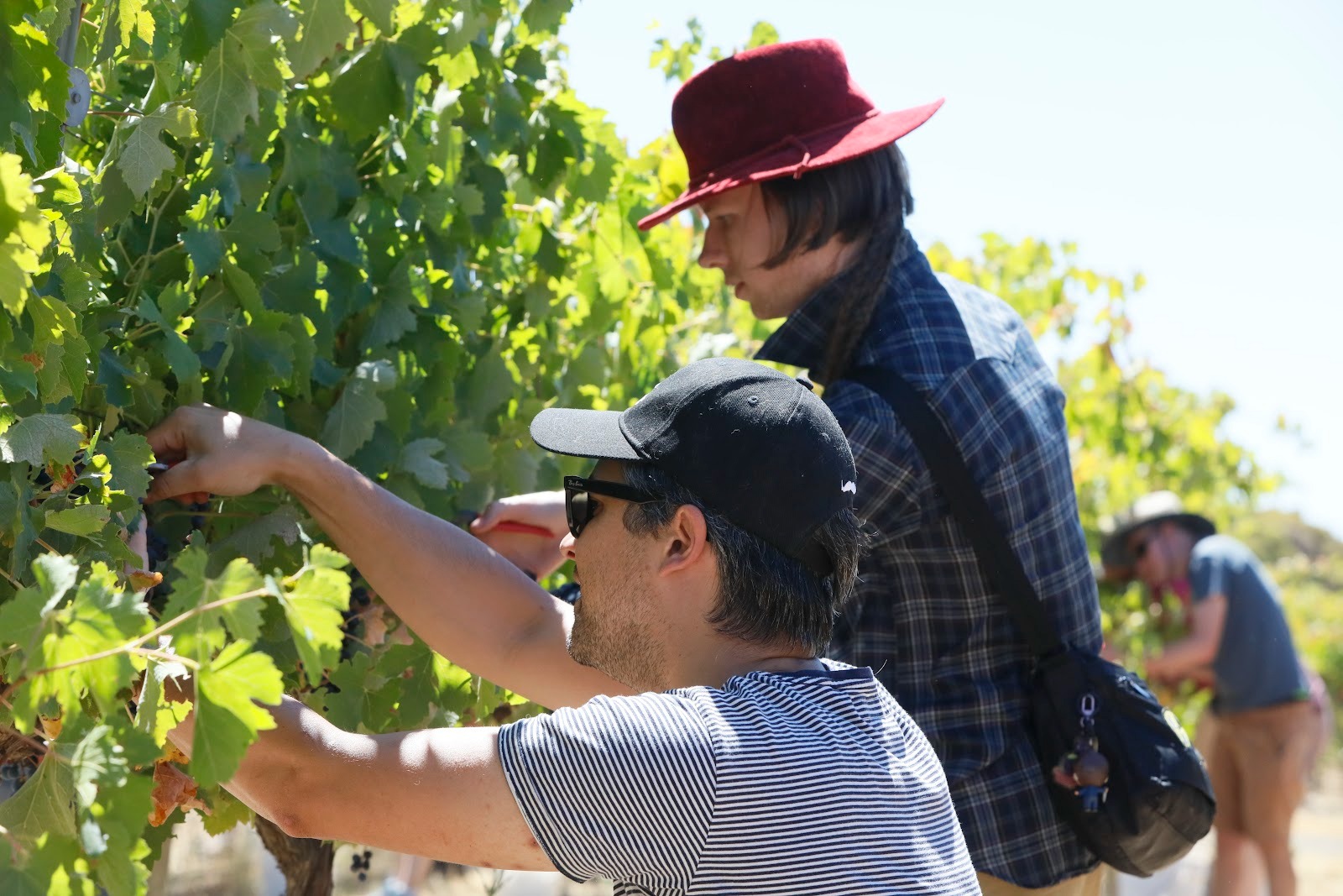 Wine Making Day 2026